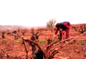 Trabajador podando en el campo. Bodegas Señorío de Villarrica pertenece a una familia de viticultores y bodegueros de la D.O.Ca. Rioja, asentados tradicionalmente en el corazón de la Rioja Alta, en San Asensio y con bodega en Hervías. Reportaje de Andrea Aragón