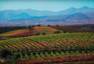 Viñedo con montañas de fondo de la familia Quiroga de Pablo. Empresa familiar situada en Azofra, localidad con alta tradición vitivinícola perteneciente a la D.O.Ca RIOJA. Cuenta ya con seis generaciones dedicándose al cultivo del viñedo y a la elaboración de vinos de Rioja de calidad. Reportaje de Andrea Aragón